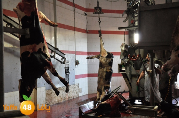 Jam3iya la7m3n (24).JPG